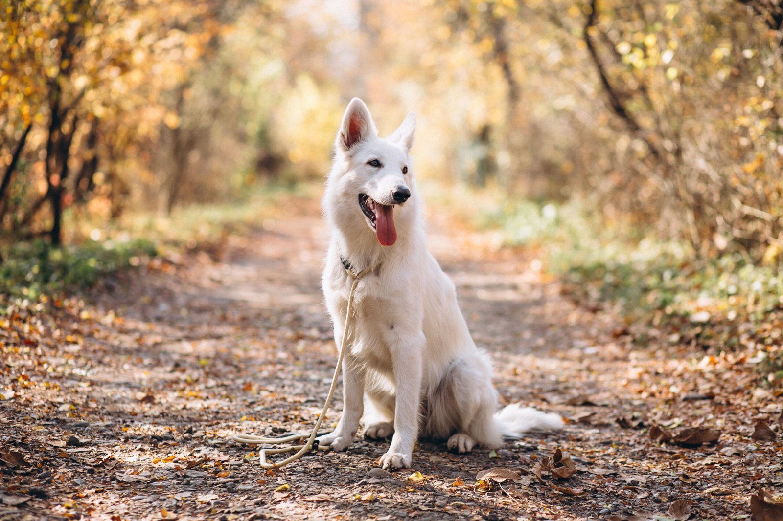 shooting photo chien