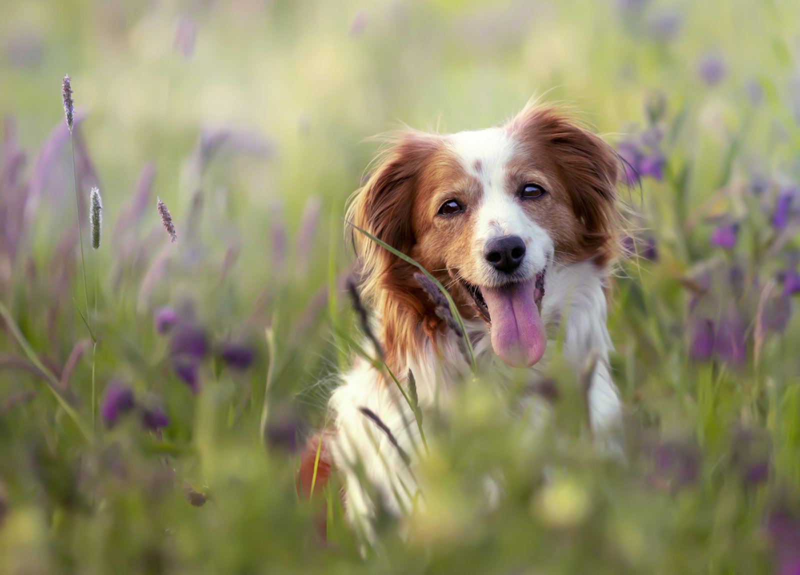 photo grossesse avec chien - amandine pauliat